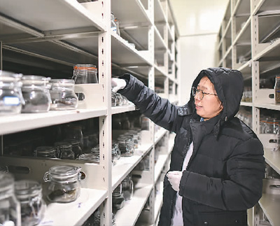 种业振兴行动取得阶段性成效 一些关键技术和重大品种取得突破