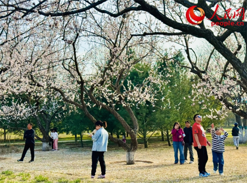 又是一年清明至：品味传统文化 感受时代新韵
