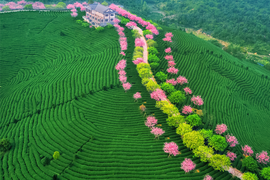 漳平永福樱花茶园（资料图）。陈秀容摄
